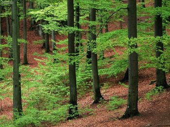 Beechwood Forest Skane Sweden screenshot