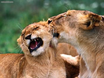 Behind The Ears African Lions screenshot