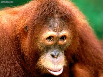 Being Coy Sumatran Orangutan screenshot