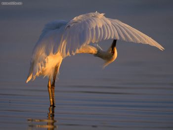 Bending Over Backwards Snowy Egret screenshot