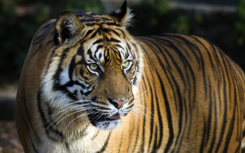 Bengal Tiger 4K 8K screenshot