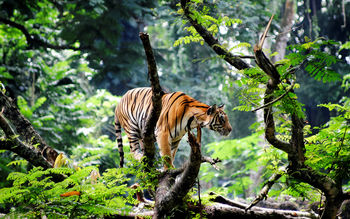 Bengal Tiger in Jungle screenshot