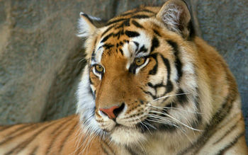 Bengal Tiger screenshot