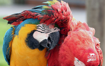 Best Friends Macaws screenshot