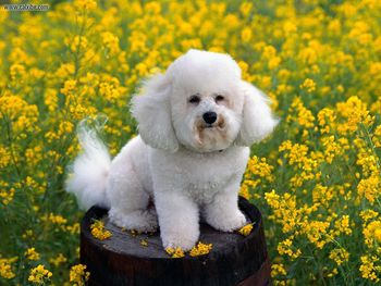 Bichon Frise screenshot