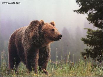 Big Brown Bear screenshot
