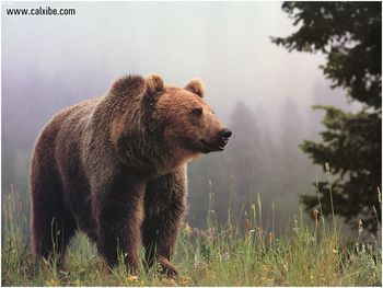 Big Brown Bear screenshot