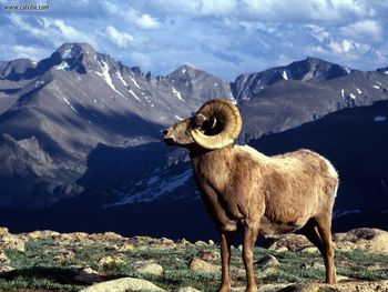 Big Horn Ram Rocky Mountain National Park Colorado screenshot