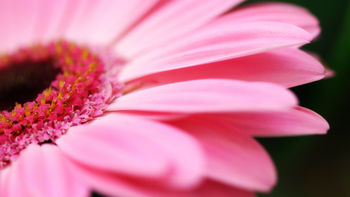 Big Pink Daisy screenshot