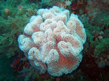 Big Soft Coral Elphistone Reef screenshot