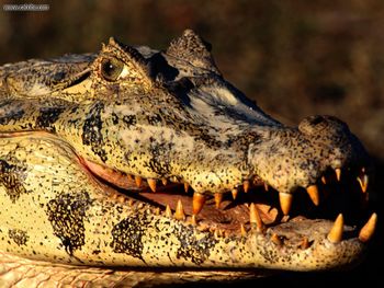 Big Teeth You Have Black Caiman screenshot