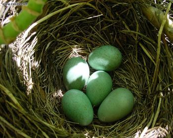 Bird Eggs screenshot