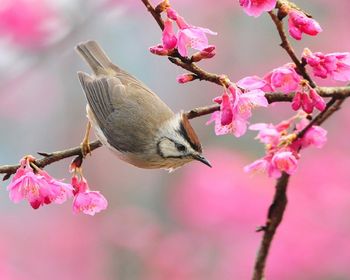 Bird In Blossom screenshot