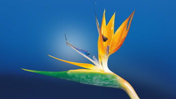 Bird of Paradise Flower screenshot