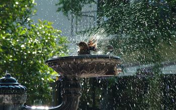 Bird Shower screenshot