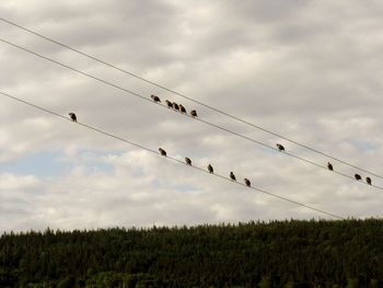 Birds Of A Feather screenshot