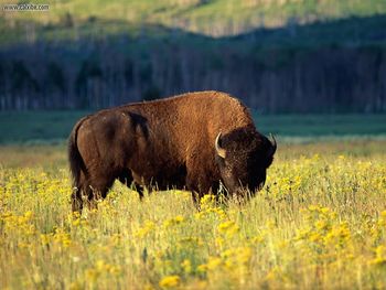 Bison Grand Teton National Park Wyoming screenshot