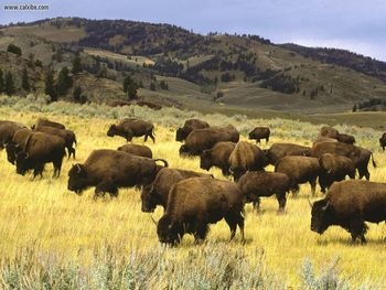 Bison Yellowstone National Park Wyoming screenshot