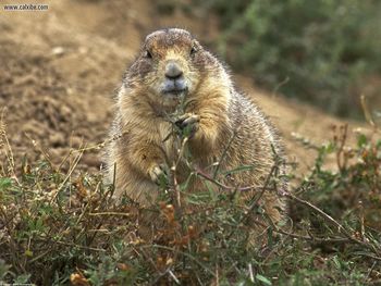 Blac Tailed Prairie Dog screenshot