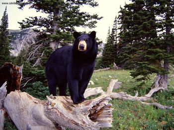 Black Bear On Stump Montana screenshot