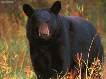 Black Bear Tennessee screenshot