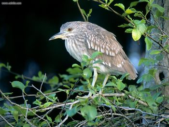 Black Crowned Night Heron screenshot