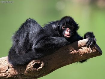 Black Faced Spider Monkey screenshot