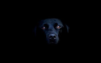 Black Lab screenshot