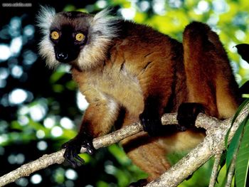 Black Lemur Malagasy Republic screenshot