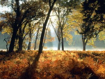 Black Oaks And Ferns Leidig Meadows Yosemite National Park California screenshot