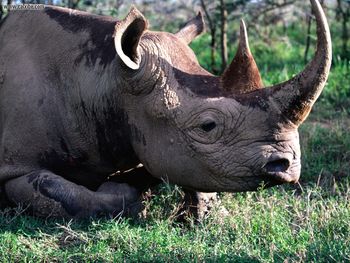 Black Rhinoceros screenshot