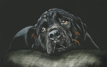 Black Rottweiler Breed Dog 4K screenshot