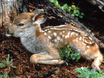 Black-tailed Deer Odocoileus Hemionus Columbianus screenshot