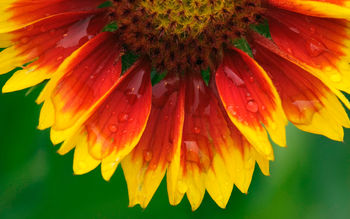 Blanket Flower screenshot