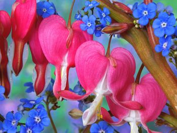 Bleeding Heart Flowers screenshot