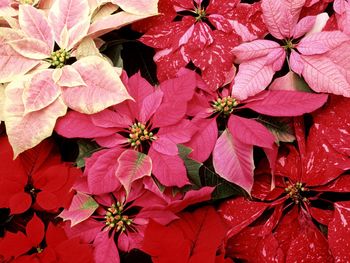 Blooming Poinsettias screenshot