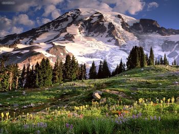 Blooming Wildflowers And Mount Rainier Washington screenshot