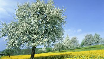 Blossoming Trees And Dandelions In Spring screenshot