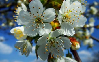 Blossoms screenshot