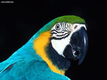 Blue And Yellow Macaw screenshot