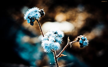 Blue Dandelion screenshot