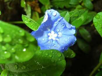 Blue Flower screenshot