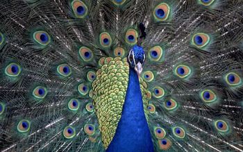 Blue Indian Peacock screenshot