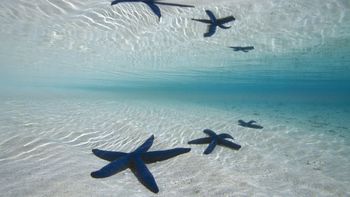 Blue Linckia Sea Stars, Tonga screenshot