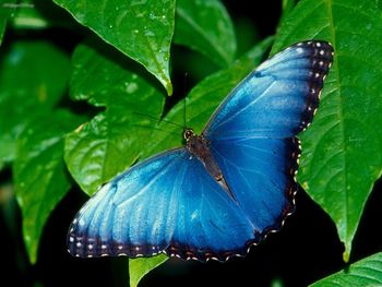 Blue Morpho screenshot