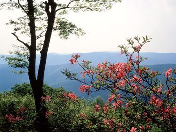 Blue Ridge Mountains North Carolina screenshot