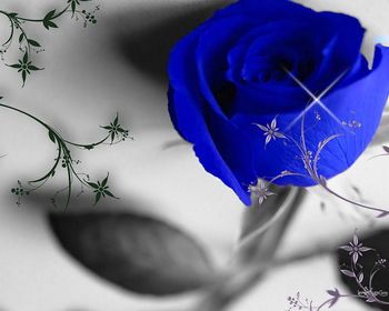 Blue Rose screenshot