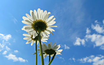 Blue Sky Daisies screenshot