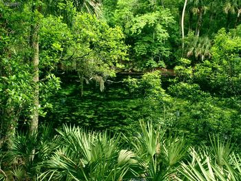 Blue Spring State Park Florida screenshot