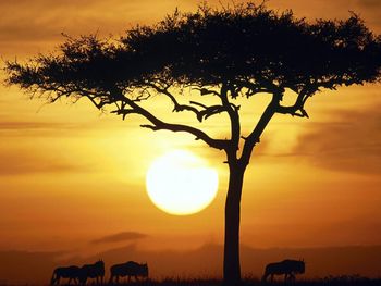 Blue Wildebeests At Sunrise, Masai Mara, Kenya screenshot
